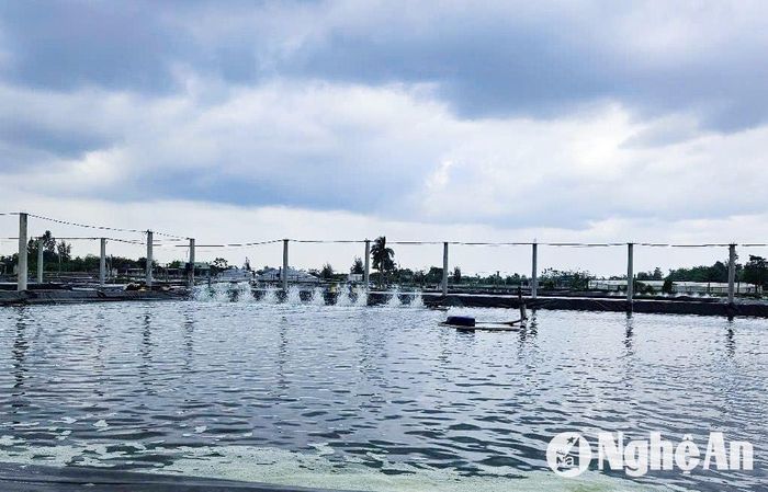 Ông Vũ Văn Minh, một chủ ao nuôi tôm xã Quỳnh Xuân (TX. Hoàng Mai ) cho biết: “Vụ Đông năm nay, tôi thả nuôi 4 ao tôm ngoài trời. Hiện, tôm đã thả được trên 45 ngày. Những ngày giá rét để giữ ấm cho tôm, ao nuôi được cấp thêm nước, chạy quạt đều”. Ảnh: T.P