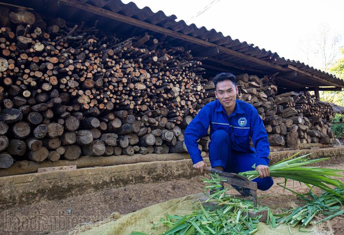 Anh Vàng A Vy, bản Chua Ta B, xã Phì Nhừ chuẩn bị đồ ăn riêng cho bò chọi tham dự hội xuân.