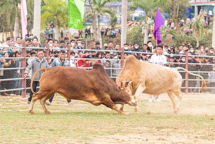 Điểm nhấn hội xuân Điện Biên Đông là hội chọi bò với sự tham gia hưởng ứng của đông đảo người dân trong và ngoài tỉnh.