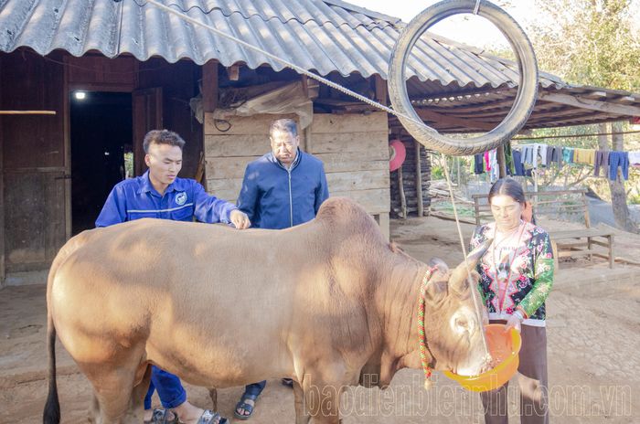 Trao đổi kinh nghiệm giữa các chủ bò chuẩn bị cho chọi bò hội xuân đầu năm.