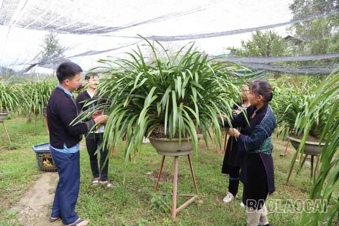  Từ sự hướng dẫn, vận động của thành viên các câu lạc bộ, hội nhóm thuộc Dự án 8, người dân các thôn, bản vùng sâu, vùng xa tại thị xã Sa Pa đã tích cực chuyển đổi cơ cấu cây trồng, vật nuôi, phát triển kinh tế gia đình. 