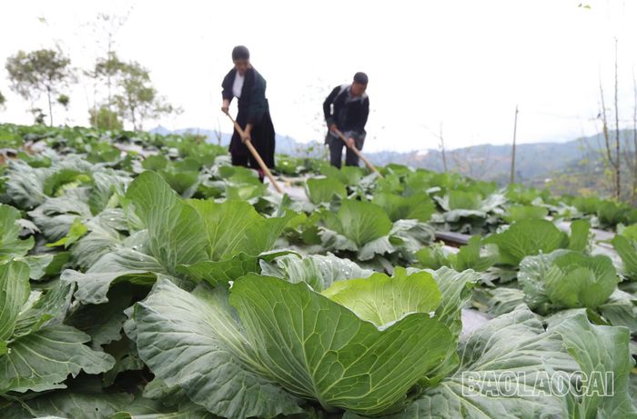  Dựa trên lợi thế về khí hậu, thổ nhưỡng và thị hiếu của người tiêu dùng, người dân các khu vực vùng thấp của thị xã tích cực luân canh, xen vụ, trồng rau trái vụ, rau vụ đông để tăng giá trị thu nhập trên cùng 1 diện tích đất canh tác. 