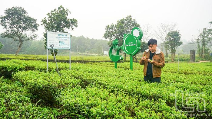 Hiện nay, Thái Nguyên quản lý 56 mã vùng trồng chè. Trong ảnh: Vùng sản xuất của Hợp tác xã chè Công Tâm Minh Đức (TP. Phổ Yên).