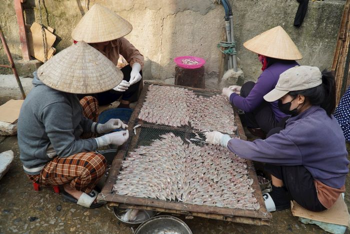 Nghề chế biến cá cơm khô tạo việc làm cho nhiều lao động tại địa phương.
