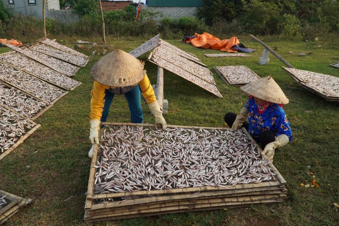 Sau 2 buổi phơi sẽ cho ra thành phẩm cá khô.