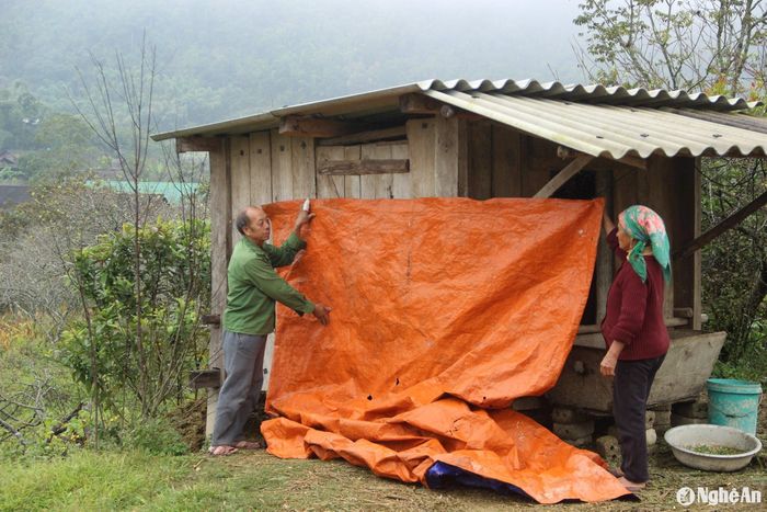 Người dân xã Mường Lống (Kỳ Sơn) che chắn chuồng trại, giữ ấm cho trâu, bò. Ảnh: Xuân Hoàng