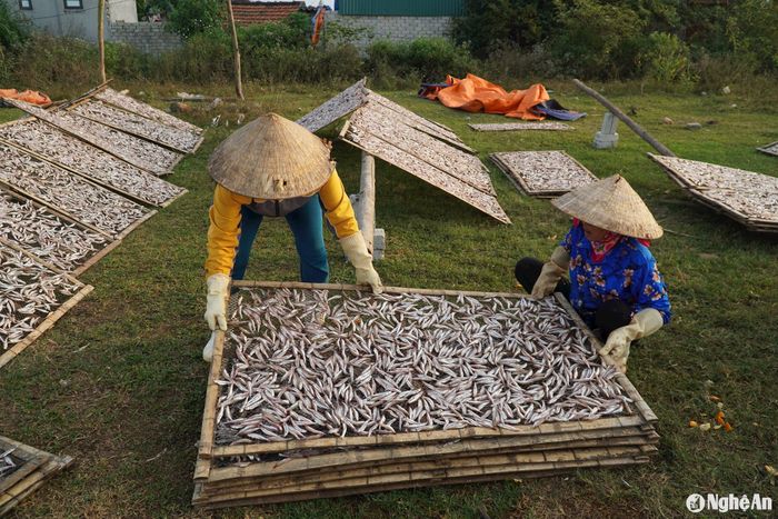 Mùa cá cơm thường kéo dài từ tháng 8 đến tháng 2 âm lịch hằng năm. Đây cũng là thời điểm nghề chế biến cá cơm khô hoạt động mạnh.