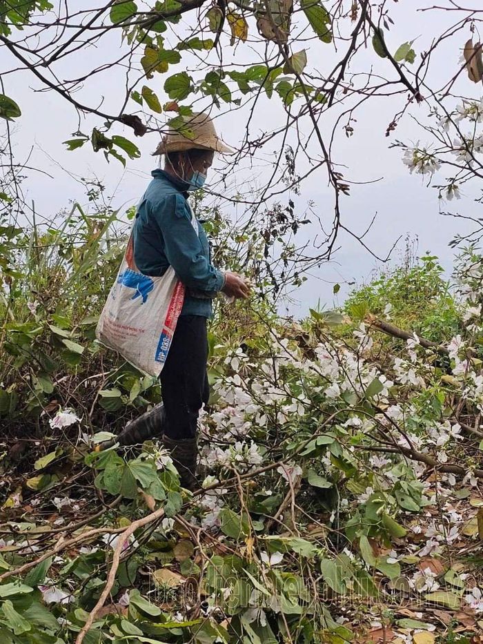 Người dân bẻ cành, hái hoa ban tại đèo Tằng Quái, huyện Mường Ảng.
