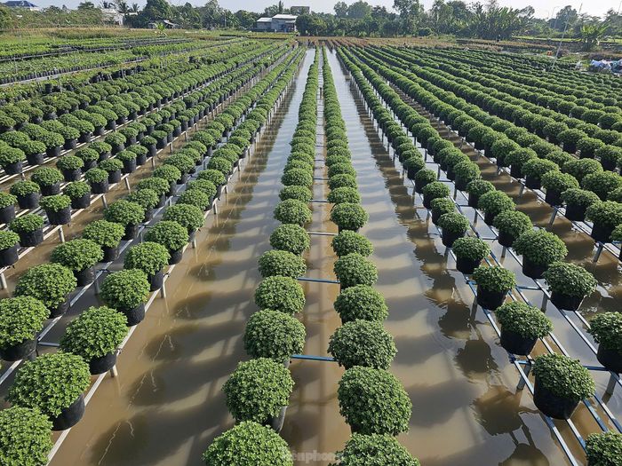Cúc mâm xôi xanh mướt chuẩn bị phục vụ Tết nguyên đán 2025. Ảnh: Hòa Hội.