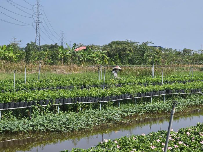 Người dân chăm sóc hoa giữa trời nắng. Ảnh: Hòa Hội.