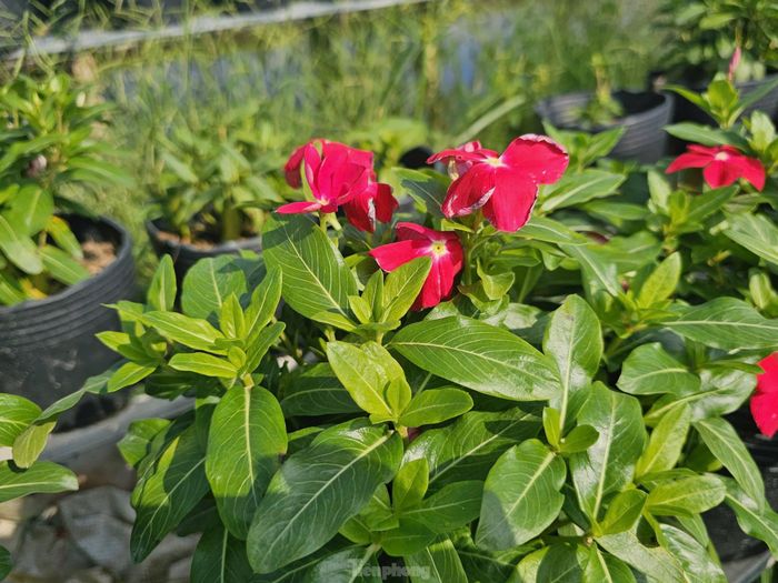 Hoa khoe sắc sẵn sàng phục vụ người dân chơi dịp Tết tới