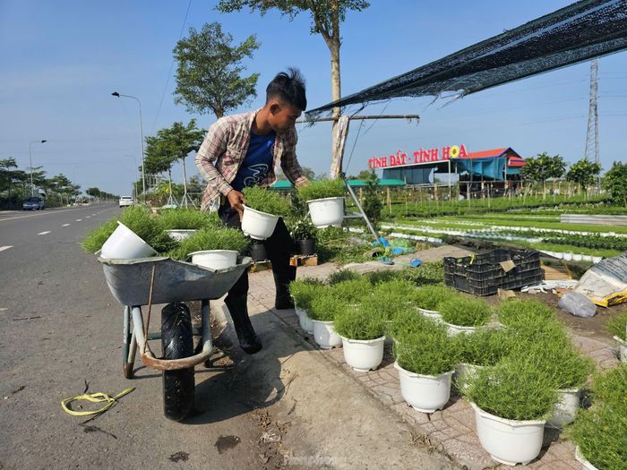 Chuẩn bị giao hoa cho thương lái