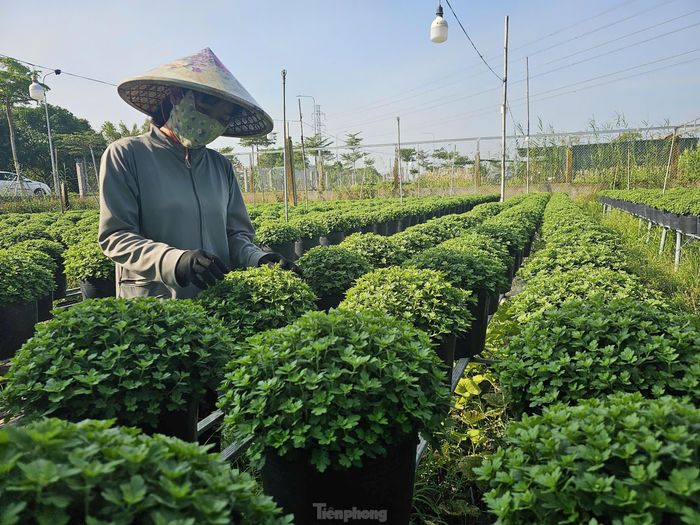Công nhân tỉa cành hoa cúc mâm xôi.