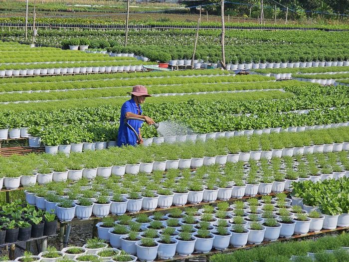Nông dân chăm sóc hoa. Ảnh: Hòa Hội.
