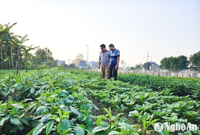 Ông Nguyễn Duy Thọ - Chủ tịch Hội Nông dân xã Nghi Ân (TP.Vinh) cho biết: “Nghi Ân có 3 làng nghề hoa cây cảnh: Kim Phúc, Kim Mỹ, Kim Chi với khoảng 100 hộ làm nghề. Những năm gần đây, ngoài trồng các loại hoa truyền thống như cúc đại đóa, cúc kim cương… thì người dân cũng đưa nhiều giống mới hiệu quả cao như: cúc ma-gic, cúc màu, hoa thược dược… Bên cạnh đó, hầu hết các hộ chuyển sang kinh doanh hoa, cây cảnh và làm dịch vụ trang trí tiểu cảnh, sân vườn mang lại thu nhập cao”. Ảnh: T.P