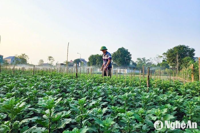 Năm nay, do thiếu nguồn cung nên giá hoa giống tăng, hoa cúc bị sâu bệnh nên chăm sóc khó khăn. Theo dự báo của những người trồng hoa, năm nay, giá hoa cúc sẽ tăng do chi phí đầu vào tăng. Ảnh: T.P