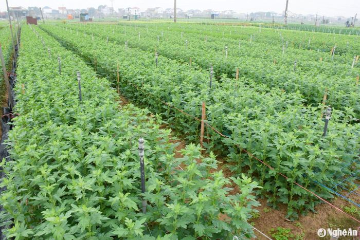 Những ruộng cúc đã bắt đầu làm nụ. Ảnh: T.P