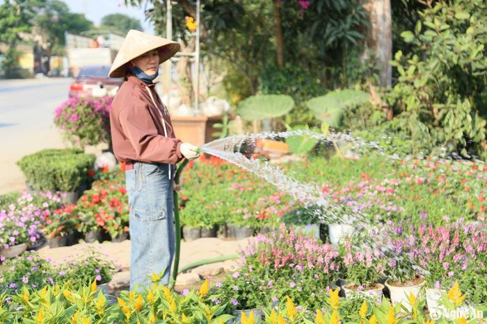 Giá các loại hoa cũng tăng do nguồn cung hạn chế, cước vận chuyển tăng mạnh. Ảnh: T.P