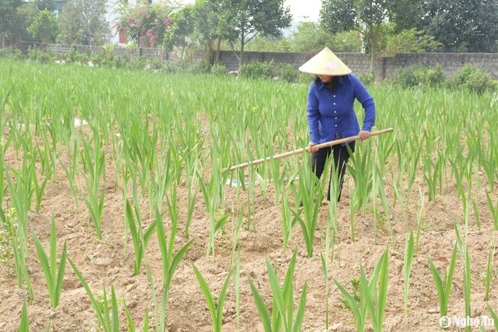 Ở các vùng trồng hoa cây cảnh, người dân đang tích cực chăm sóc hoa. Ban ngày thì tưới nước, nhổ cỏ, ban đêm thì chong đèn kích hoa nở đúng dịp Tết. Ảnh: T.P