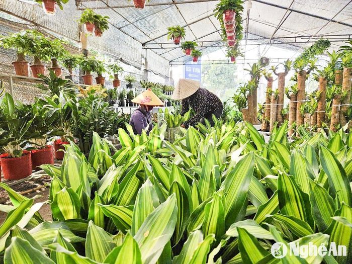 Nhiều loại cây cảnh được nhập từ Trung Quốc về, được cắt tỉa và thuần chậu mới cung ứng ra thị trường. Ảnh: T.P