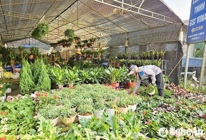 Anh Trần Văn Phú, chủ vựa hoa cây cảnh ở làng hoa Kim Phúc, xã Nghi Ân (TP.Vinh) cho biết: “Chúng tôi có 2 cơ sở bán sỉ và bán lẻ hoa, cây cảnh phục vụ khách nội tỉnh và các tỉnh Thanh Hóa, Quảng Bình. Năm nay, hoa khan hàng do mưa bão dồn dập vào đầu tháng 9, 10. Do đó, ngoài tìm đầu mối cung cấp hoa trong nước, chúng tôi liên hệ các thương lái Trung Quốc nhập về nhiều loại hoa như trà my, hải đường… đáp ứng nhu cầu của khách. Ảnh: T.P