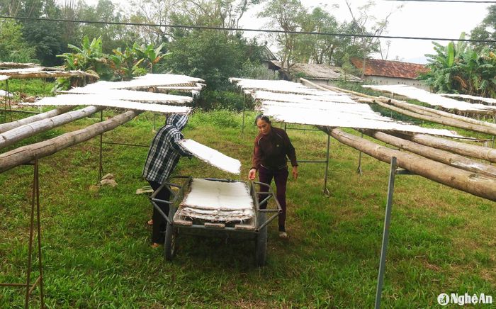 Nắng to, miến chỉ cần phơi 1 ngày là khô, trời nắng nhẹ thì 2 ngày. Tranh thủ những hôm trời nắng to, bà con đẩy mạnh sản xuất, đáp ứng nhu cầu nguồn hàng phục vụ Tết Nguyên đán Ất Tỵ. Bà Đinh Thị Lợi (64 tuổi) - một người có thâm niên làm miến trong vùng chia sẻ: Gia đình bà làm miến từ đầu những năm 90 của thế kỷ trước, và là một trong những hộ mua máy sản xuất miến đầu tiên trong vùng. Hiện mỗi ngày, nhà bà sử dụng khoảng 1 – 1,5 tạ gạo để sản xuất miến. Theo bà Lợi, cứ 10kg gạo thì làm được 9 – 9,2 kg miến. Ảnh: Huy Thư