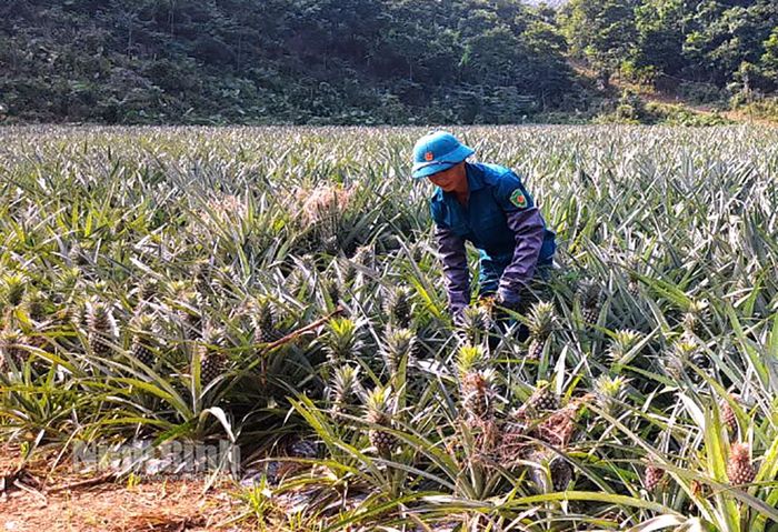 Mô hình kinh tế tổng hợp của anh Quách Văn Lý, Tiểu đội trưởng dân quân cơ động xã Phú Long (Nho Quan).