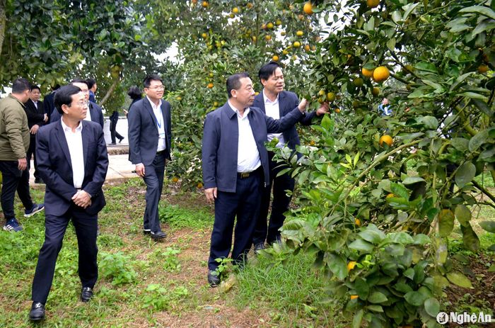 Đoàn công tác tham quan vườn cây ăn quả hữu cơ tại Nông trường 1/5, trên địa bàn xã Nghĩa Bình. Ảnh: Xuân Hoàng