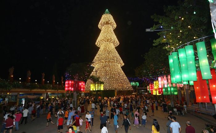 Cây thông nón lá cao gần 40m tại nhà thờ giáo xứ Hà Phát, thành phố Biên Hòa, Đồng Nai. (Ảnh: Lê Xuân/TTXVN)