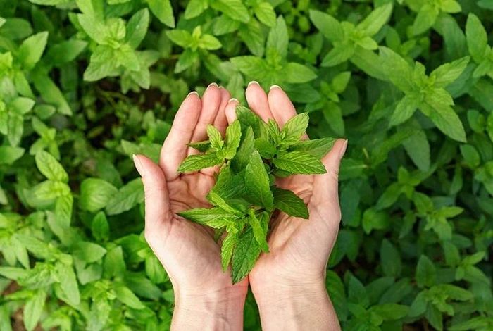Húng quế là loại thảo mộc hỗ trợ rất tốt trong việc thanh lọc phổi và bảo vệ đường hô hấp. Ảnh minh họa: Alveda.