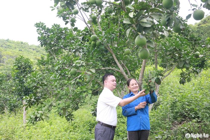 Mô hình trồng cây ăn quả của các hộ dân bản Cửa Rào 2, xã Xá Lượng cho thu nhập ổn định. Ảnh: Đ.C
