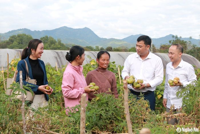Ông Nguyễn Hữu Hiến - Phó Chủ tịch UBND huyện Tương Dương tham quan mô hình trồng cà chua múi tại bản Phòng, thị trấn Thạch Giám. Ảnh tư liệu: Đ.C