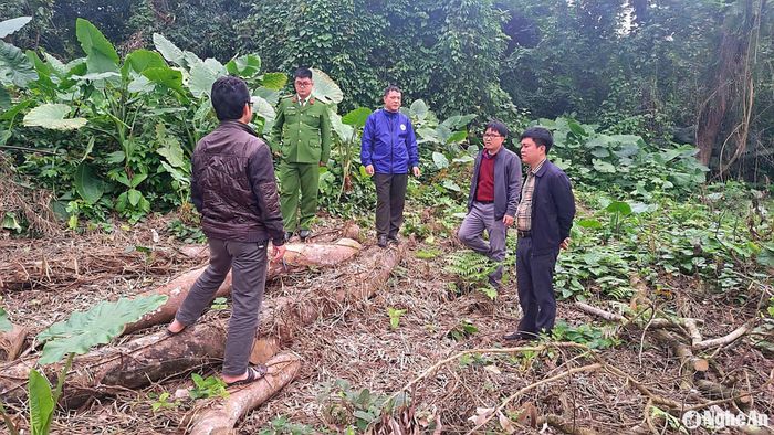 Tổ công tác của UBND huyện Anh Sơn kiểm tra hiện trường cây xanh ven bãi bồi sông Lam xã Vĩnh Sơn bị chặt phá trái phép. Ảnh: CSCC