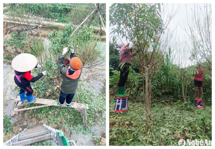 Nhiều hộ trồng đào với diện tích lớn ở xã Nam Anh (Nam Đàn) phải thuê nhân công tuốt lá để đảm bảo đúng tiến độ, đào kịp nở vào dịp Tết. Ảnh: T.P