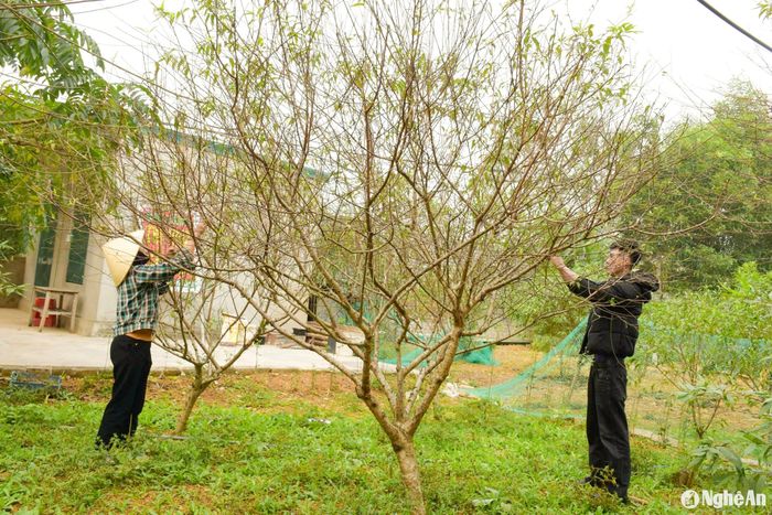 Mỗi ngày một người làm việc cần mẫn thì cũng chỉ tuốt lá được chừng 4 - 5 cây đào. Ảnh: T.P
