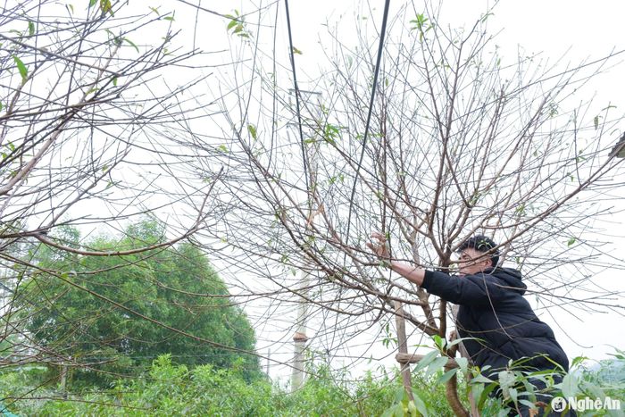 Việc tuốt lá cho đào hoàn toàn thủ công bằng tay, đòi hỏi tỉ mỉ, kỳ công, tuốt từng nhánh một, tuốt cành non, yếu trước, cành già, khỏe tuốt sau. Ảnh: T.P