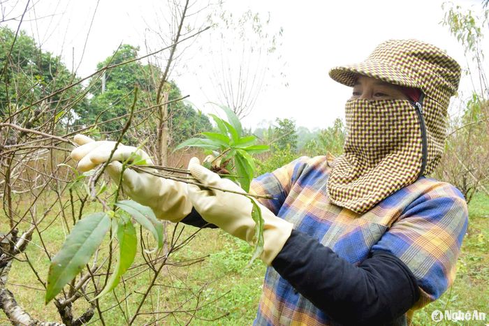 Người dân cho biết, tuốt lá đào là một trong những khâu quan trọng nhất, phải được thực hiện đúng thời gian để đào ra được mắt và cho ra những nụ hoa to, đẹp và đều. Ảnh: T.P