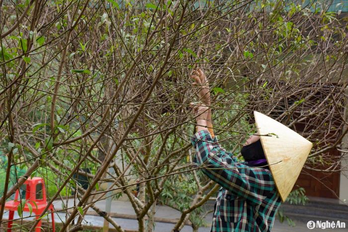 Thời gian tuốt lá tùy thuộc vào từng giống đào, loại bán cành thì tuốt muộn hơn loại bán cả cây. Trong ảnh: Nông dân xã Quỳnh Vinh (TX. Hoàng Mai) xuống lá cho đào phai bán cành. Ảnh: T.P