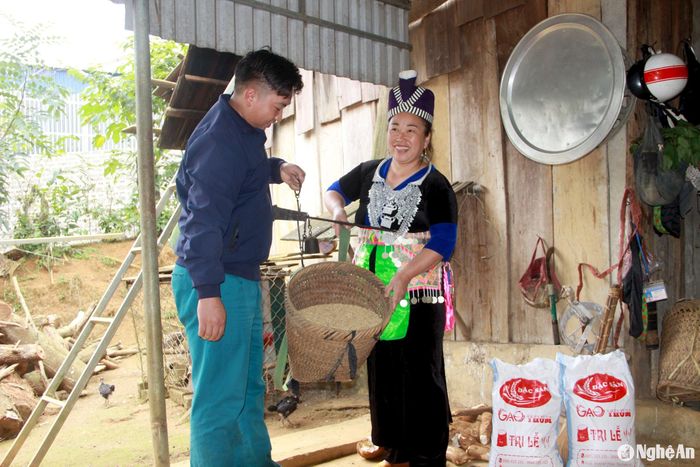Giá lúa Japonica cao hơn các giống lúa khác trên thị trường. Ảnh: Quang An
