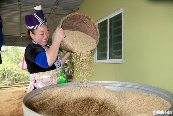 Bà Thò Thị Lỳ ở bản Na Niếng, xã Tri Lễ phấn khởi vì năm nay lúa Japonica được mùa. Ảnh: Quang An