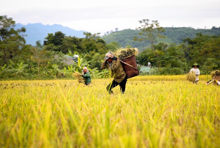 Bà con vùng biên Quế Phong thu hoạch lúa. Ảnh tư liệu BNA