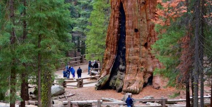 Ở Công viên Quốc gia Sequoia của California, ngoài cây lớn nhất thế giới, thực tế còn có rất nhiều cây khổng lồ.