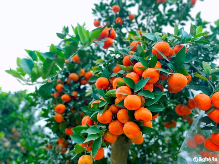 So với quất thì quýt cảnh có kích thước lớn hơn, quả màu đỏ tươi, những gốc to được chào giá trên 20 triệu đồng. Ảnh: Q.A