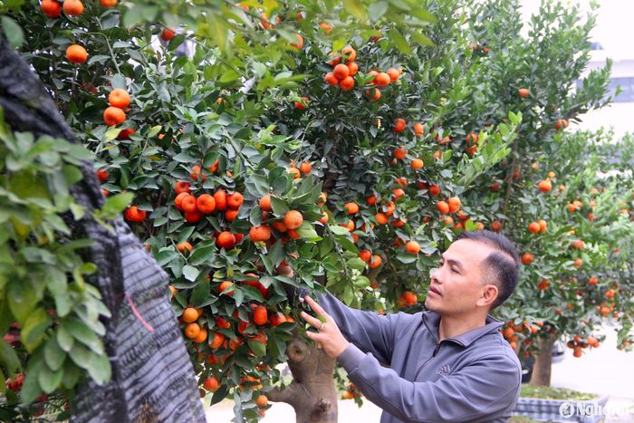 Anh Doãn Trung Phong, người kinh doanh cây cảnh Tết tại TP. Vinh cho biết: Năm nay gia đình nhập về khoảng 500 gốc quýt, bưởi Diễn, chanh tứ quý và hàng ngàn gốc đào, mai để phục vụ người dân vui Tết. Hiện nay, mặt bằng kinh doanh rất khó thuê, chưa kể cước phí vận chuyển cũng tăng cao cũng khiến người kinh doanh phải tính toán kỹ. Ảnh: Q.A
