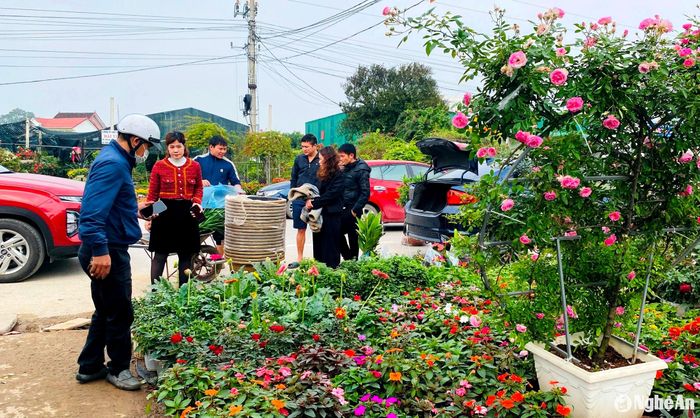 Bên cạnh các cây cảnh có giá trị cao thì thị trường các loại hoa, cây cảnh khác cũng sôi động hơn trong ngày nghỉ cuối tuần. Theo chia sẻ của các hộ kinh doanh, năm nay người dân được nghỉ Tết sớm hơn, lại không có ngày 30 Tết, do đó, tâm lý người dân tranh thủ sắm Tết sớm hơn các năm. Ảnh: Q.A