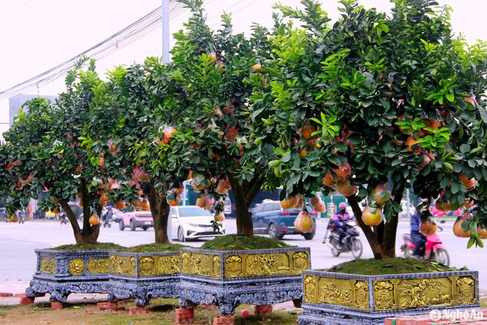 Những gốc bưởi Diễn cũng đã được nhập về trên các tuyến đường thành Vinh. Mức giá dao động từ 30 - 40 triệu đồng/cây, đối với các cây kích thước lớn giá sẽ cao hơn. Ảnh: Q.A