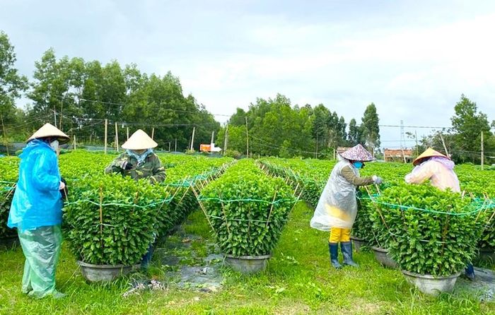  Người trồng hoa cúc chậu tại thị xã An Khê tỉ mỉ làm giàn lưới cho các chậu hoa. Ảnh: N.M 
