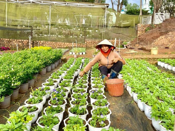  Bà Nguyễn Thị Tuyết-Chủ vườn hoa, cây cảnh trên đường Tôn Thất Tùng (TP. Pleiku) ươm gần 2 ngàn chậu hoa để cung cấp cho thị trường Tết Nguyên đán. Ảnh: H.T 