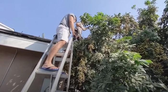 Trước kia, gia đình NSƯT Bảo Quốc từng hé lộ ngôi nhà tại Mỹ với khu vườn ngập tràn cây trái. Ảnh chụp màn hình