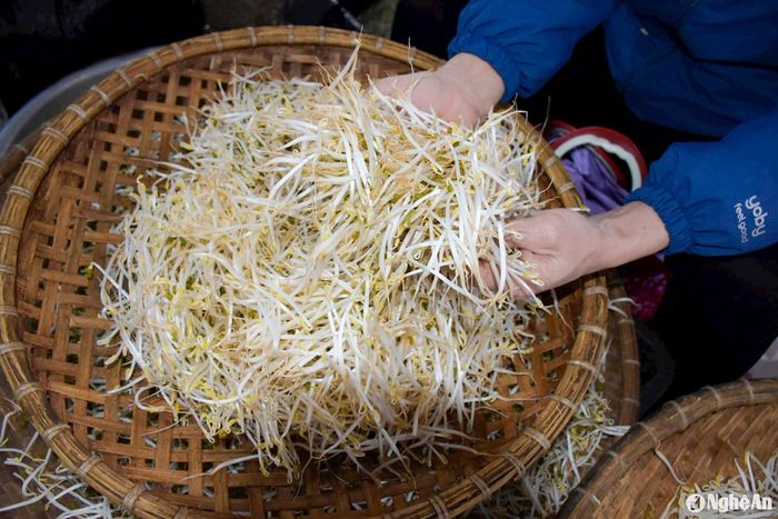 Theo nhiều người có kinh nghiệm, giá đỗ sạch thân gầy, rễ dài. Ảnh: T.P